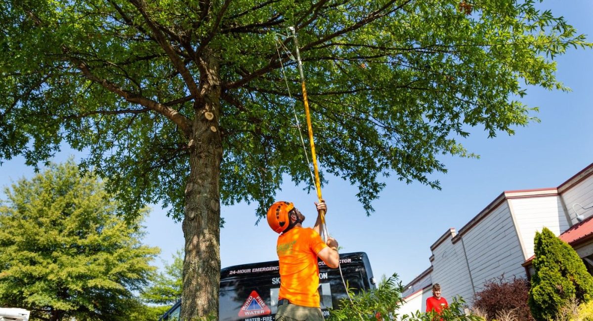 High-Flying Care: Tall Tree Trimming Experts